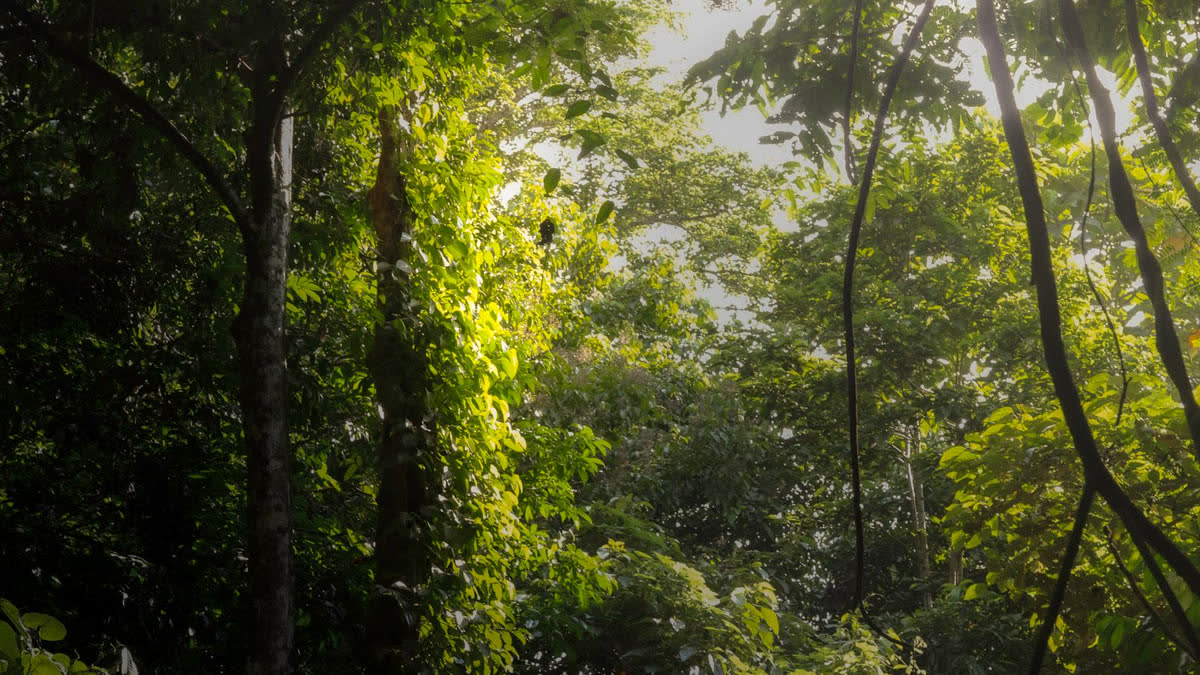 Borneo Highlands expedition 1
